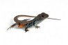 Leiolepis belliana