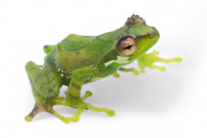 Gracixalus gracillipes