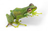 Gracixalus gracillipes