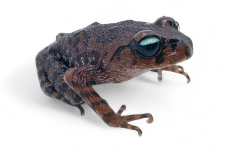 Leptobrachium ailaonicum