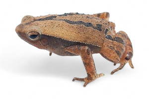 Kalophrynus cryptophonus