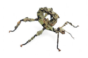 Extatosoma tiaratum "Lichen"