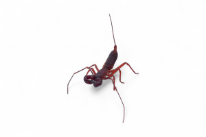 Typopeltis laurentianus