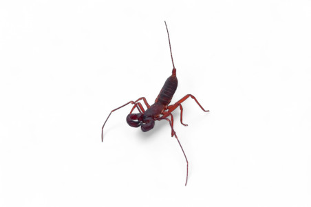 Typopeltis laurentianus