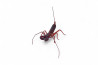 Typopeltis laurentianus