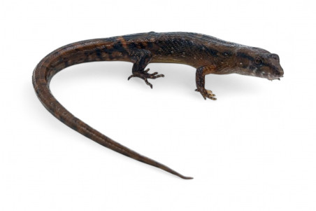 Tropidophorus microlepis