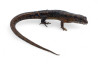 Tropidophorus microlepis