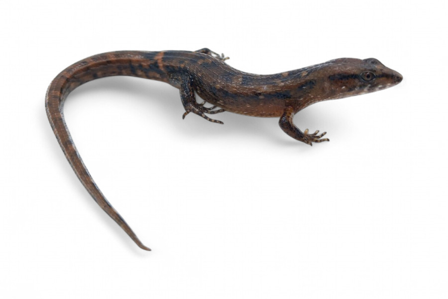 Tropidophorus microlepis