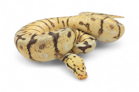 Python regius, bumble bee, femelle adulte