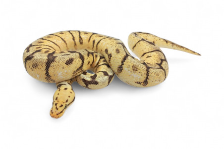 Python regius, bumble bee, femelle adulte