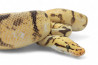 Python regius, bumble bee, femelle adulte