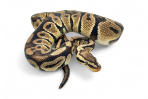 Python regius, pastel...