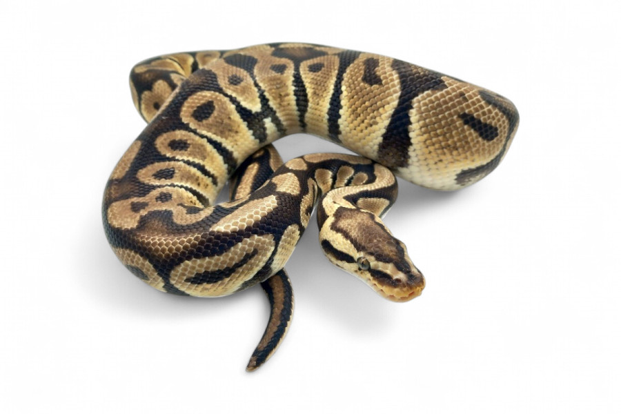 Python regius, pastel specter, mâle adulte