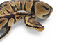 Python regius, pastel specter, mâle adulte