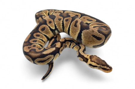 Python regius, pastel specter, mâle adulte