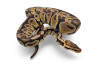 Python regius, pastel specter, mâle adulte
