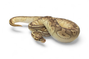Python regius, super pastel...
