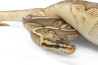 Python regius, super pastel lesser, femelle adulte
