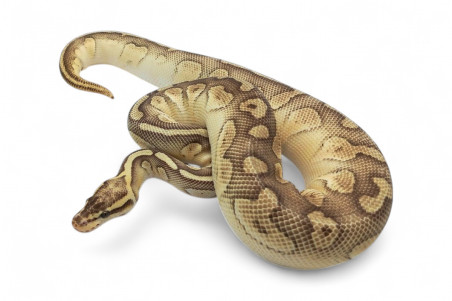 Python regius, super pastel lesser, femelle adulte