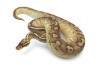 Python regius, super pastel lesser, femelle adulte