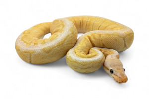 Python regius, spinner...