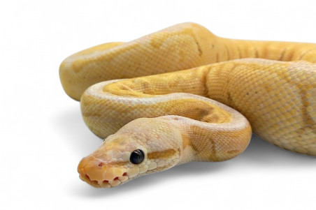 Python regius, spinner blast, mâle adulte