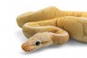 Python regius, spinner blast, mâle adulte