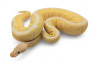Python regius, spinner blast, mâle adulte