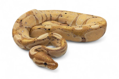 Python regius, banana, mâle adulte