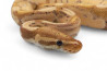 Python regius, banana, mâle adulte