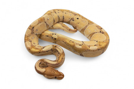 Python regius, banana, mâle adulte