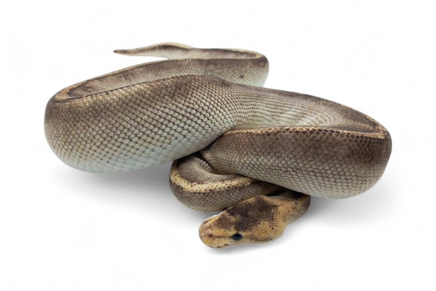 Python regius, champagne, adulte