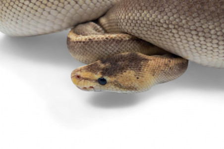 Python regius, champagne, adulte
