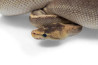 Python regius, champagne, adulte