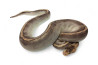 Python regius, champagne, adulte