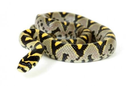 Euprepiophis (Elaphe) mandarinus