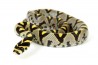 Euprepiophis (Elaphe) mandarinus