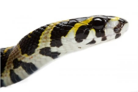 Euprepiophis (Elaphe) mandarinus