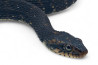 Nerodia fasciata pictiventris, femelle adulte