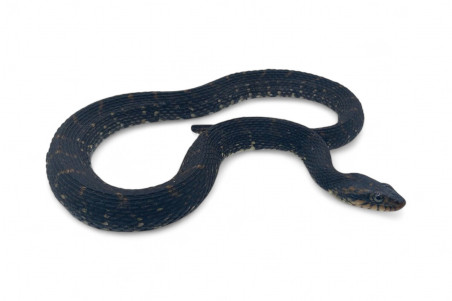 Nerodia fasciata pictiventris, femelle adulte