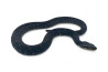 Nerodia fasciata pictiventris, femelle adulte