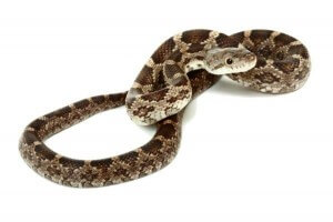 Pantherophis (Elaphe) obsoleta obsoleta
