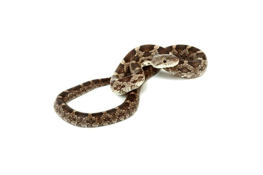 Pantherophis (Elaphe) obsoleta obsoleta Pantherophis (Elaphe) obsoleta obsoleta