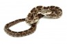 Pantherophis (Elaphe) obsoleta obsoleta
