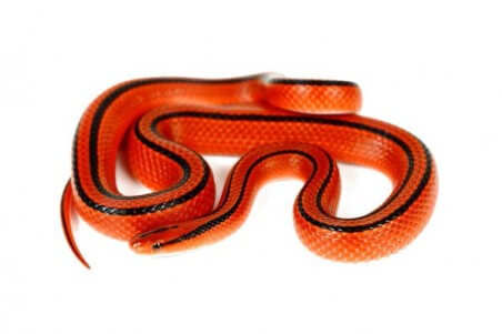 Oreocryptophis (Elaphe) porphyraceus coxi
