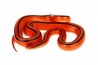 Oreocryptophis (Elaphe) porphyraceus coxi