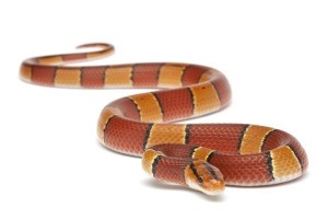 Oreocryptophis (Elaphe)...