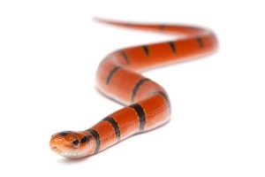 Oreocryptophis (Elaphe) porphyraceus pulchra