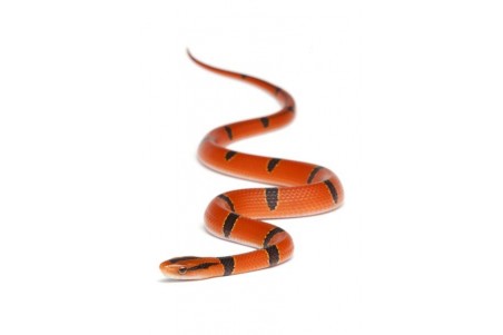 Oreocryptophis (Elaphe) porphyraceus pulchra