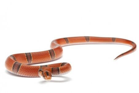 Oreocryptophis (Elaphe) porphyraceus pulchra